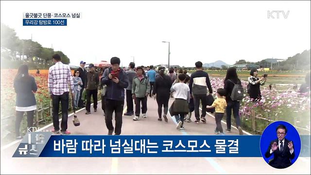 울긋불긋 단풍·코스모스 넘실···우리강 탐방로 걸어볼까