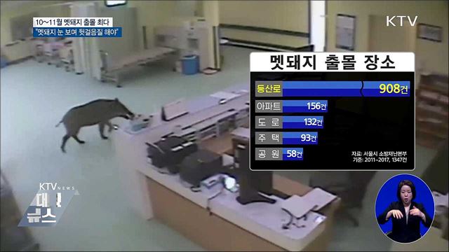 10월~11월 멧돼지 출몰 최다···"뒷걸음으로 피해야"