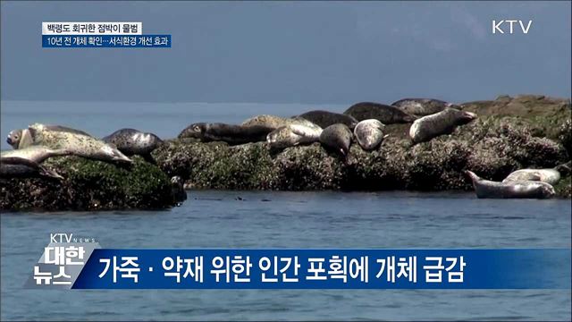 점박이 물범, 10년 만에 백령도로 회귀