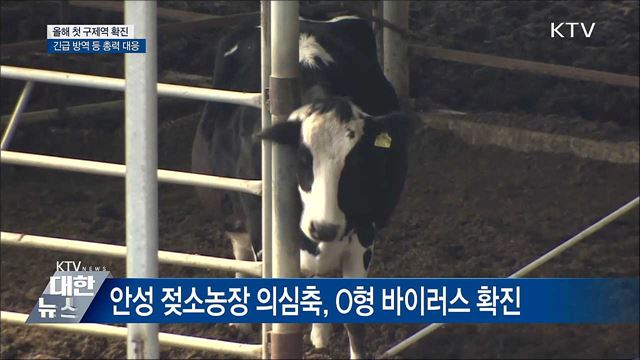 안성 젖소 농장 &#39;구제역 확진&#39;···긴급 방역조치