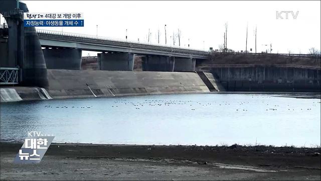 &#39;보 전면 개방&#39; 영산강·금강 자정능력 향상 [현장in]