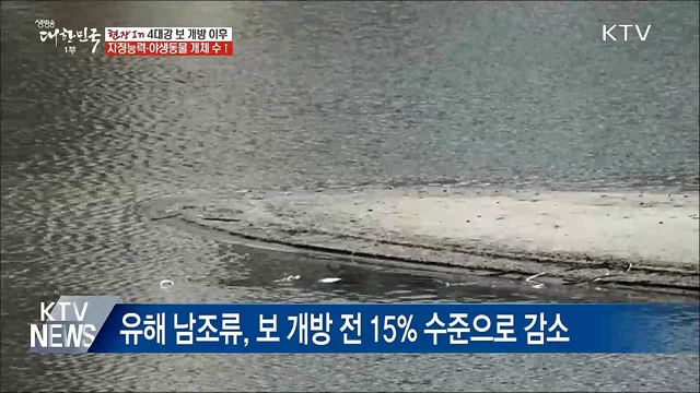&#39;보 전면 개방&#39; 영산강·금강 자정능력 향상 [현장in]