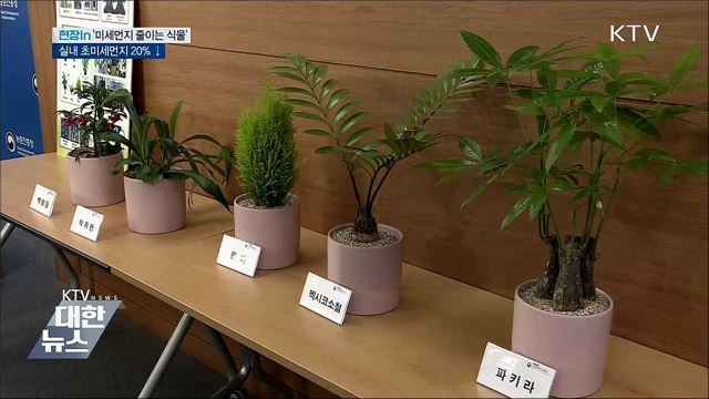 실내 초미세먼지 먹는 식물 '톱5' [현장in]