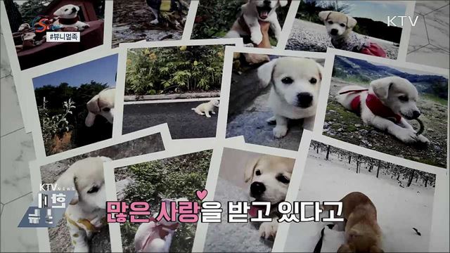 반려동물판 랜선이모···&#39;뷰니멀족&#39; [S&#38;News]