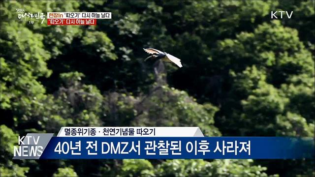 &#34;멸종 위기 따오기, 40년 만에 한반도 하늘 날다&#34; [현장 in]  