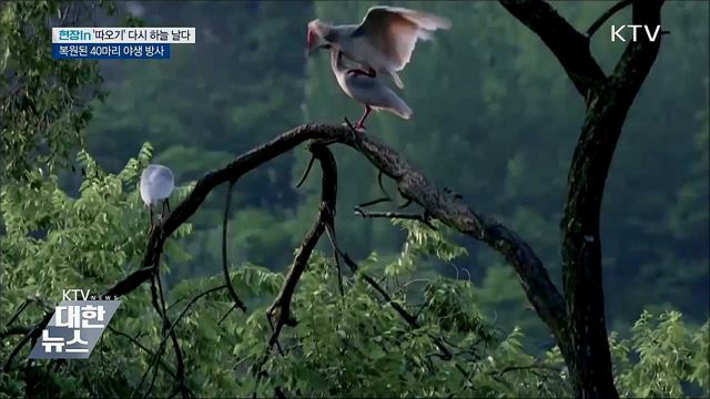 "멸종 위기 따오기, 40년 만에 한반도 하늘 날다" [현장in]