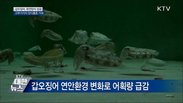 갑오징어 완전양식 성공···고부가가치 양식품종 기대
