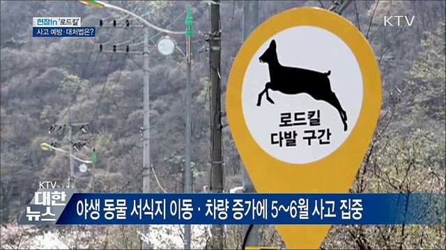 로드킬 5~6월 집중···사고 예방·대처법은? [현장in]