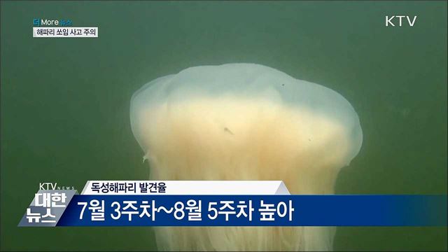 여름철 해파리·벌 쏘임 사고 집중···&#39;조심하세요&#39;  