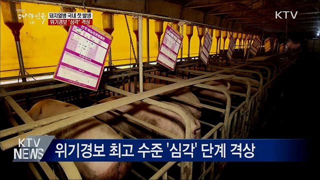 경기 파주서 아프리카돼지열병 국내 첫 발생