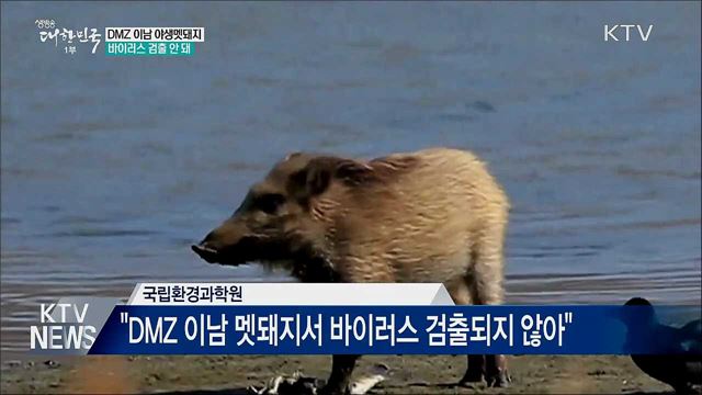 &#34;DMZ 이남 야생멧돼지서 바이러스 검출 안 돼&#34;
