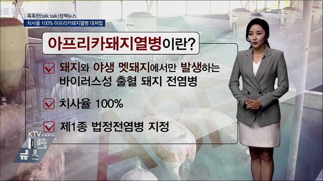 치사율 100% 아프리카돼지열병 대처법 [똑똑한 정책뉴스]