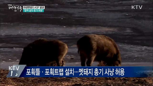 야생멧돼지 ASF 바이러스 검출···&#34;철책 설치·총기 허용&#34;