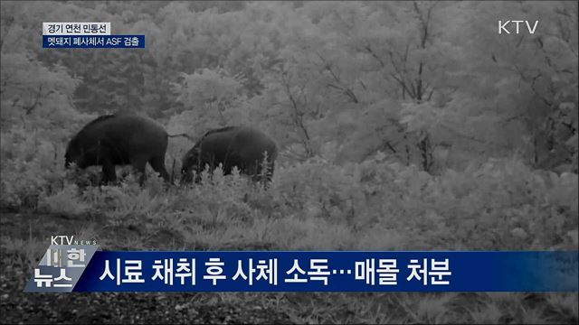 경기 연천 민통선 멧돼지 폐사체서 ASF 검출