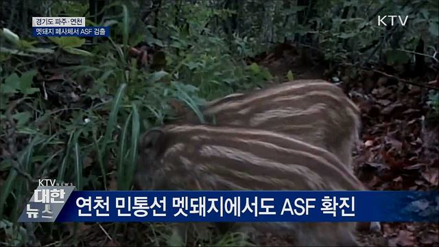 파주·연천 멧돼지 폐사체서 ASF 검출···&#34;남하 총력 차단&#34;