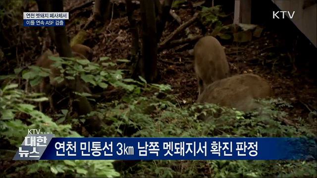 연천 멧돼지서 잇따라 확진 판정···11마리째