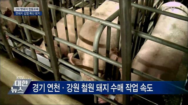 2차 멧돼지 합동포획···멧돼지 감염 차단