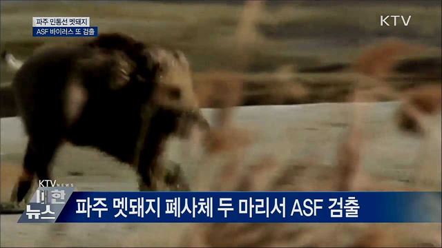 파주 민통선 멧돼지서 또 바이러스···14마리째