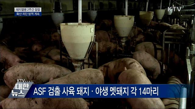 아프리카돼지열병 2주간 잠잠···차단 방역 계속