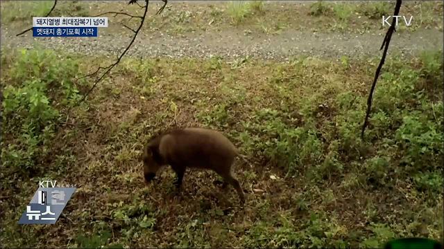 돼지열병 최대잠복기 지나···총기포획 시작