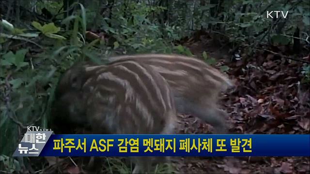 파주서 ASF 감염 멧돼지 폐사체 또 발견