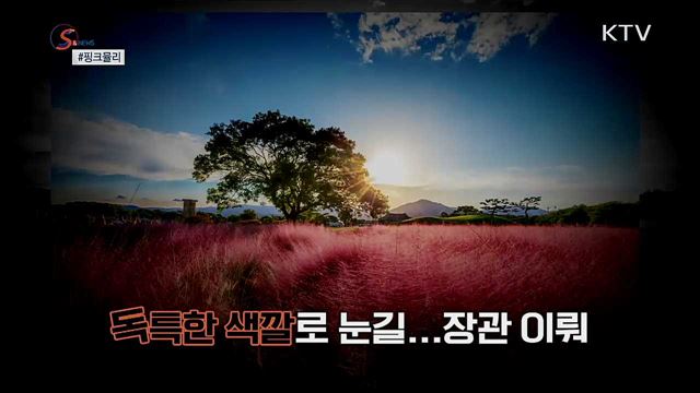 SNS스타의 추락?···천덕꾸러기 '핑크뮬리' [S&News]