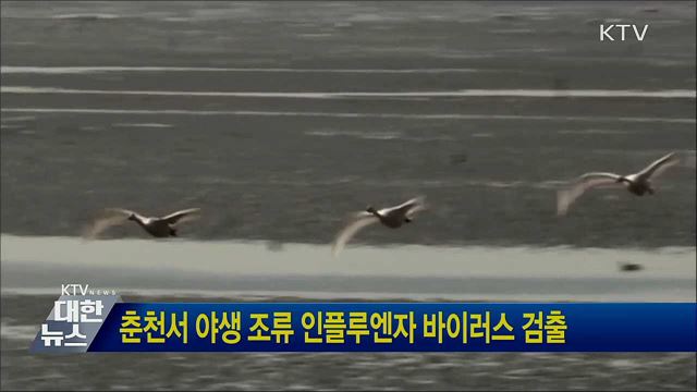 춘천서 야생 조류 인플루엔자 바이러스 검출