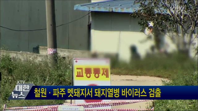 철원·파주 멧돼지서 돼지열병 바이러스 검출