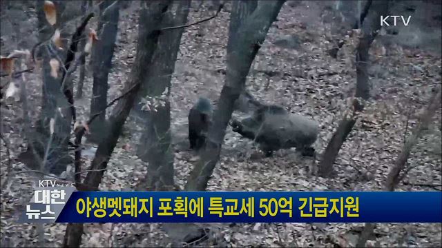 야생멧돼지 포획에 특교세 50억 긴급지원