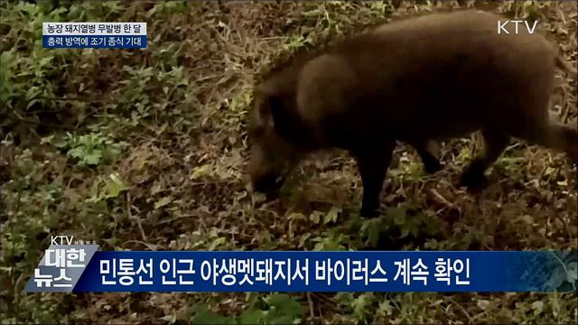 농장 돼지열병 무발병 한 달···조기 종식 기대