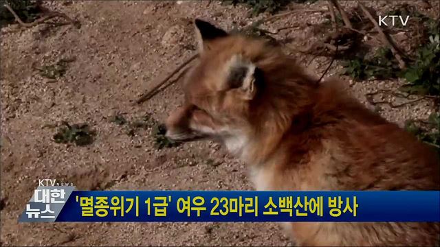 &#39;멸종위기 1급&#39; 여우 23마리 소백산에 방사