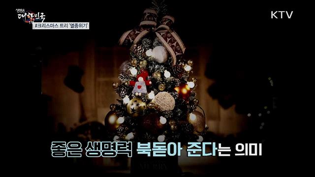 '크리스마스 트리' 멸종위기로 내몰리다 [S&News]