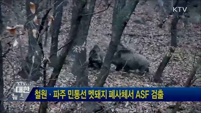 철원·파주 민통선 멧돼지 폐사체서 ASF 검출