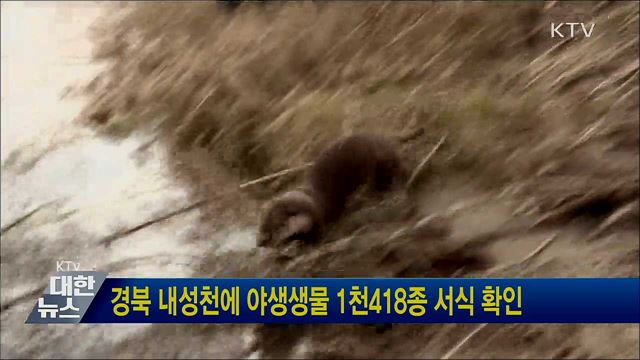 경북 내성천에 야생생물 1천418종 서식 확인