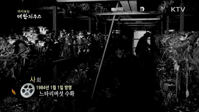 다시보는 대한늬우스 (84. 1. 1) 이미지