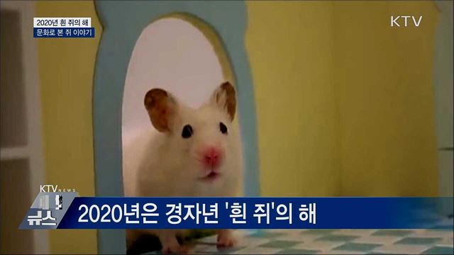 2020년 흰 쥐의 해···문화로 본 쥐 이야기