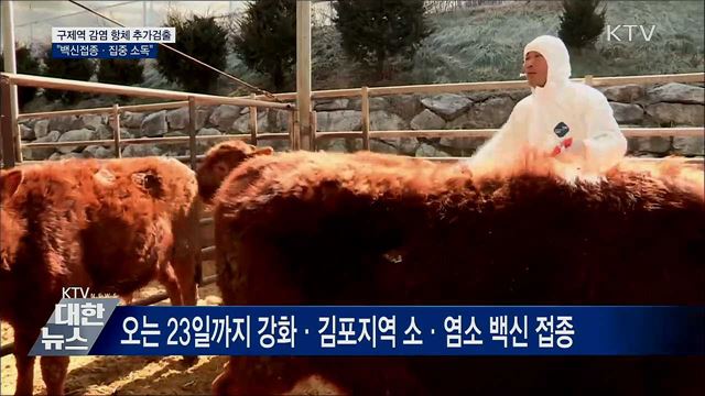 강화서 &#39;구제역 감염 항체&#39; 추가 검출···방역 강화