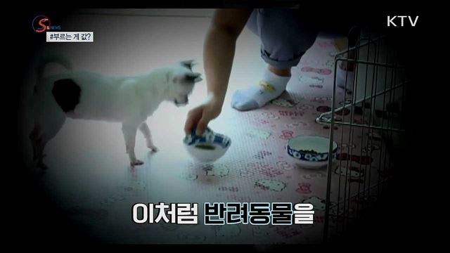 동물 이빨 뽑는데 40만 원? [S&News]