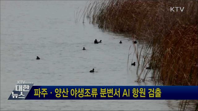 파주·양산 야생조류 분변서 AI 항원 검출