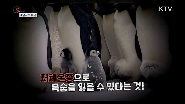 진흙투성이 펭귄, 여기 남극 맞나요? [S&News]