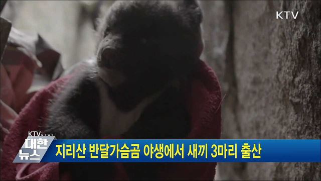 지리산 반달가슴곰 야생에서 새끼 3마리 출산
