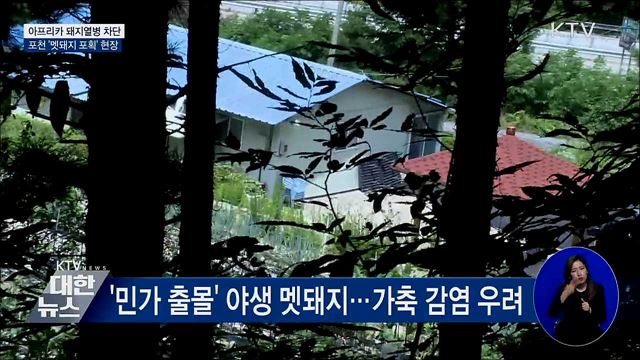 아프리카 돼지열병과의 사투···멧돼지 포획 현장