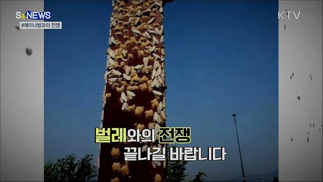 재난영화 아니야?···매미나방의 '습격‘ [S&News]