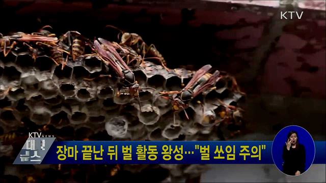장마 끝난 뒤 벌 활동 왕성···&#34;벌 쏘임 주의&#34;