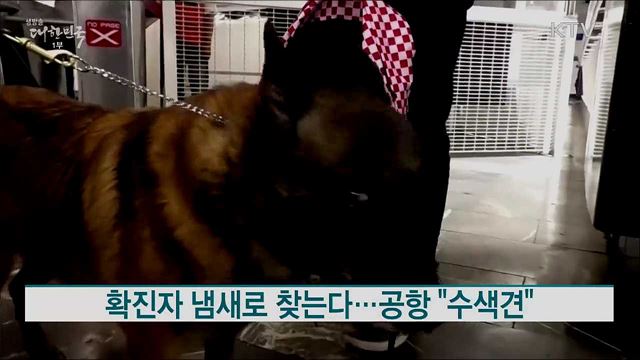 확진자 냄새로 찾는다···공항 &#34;수색견&#34; [해외토픽]