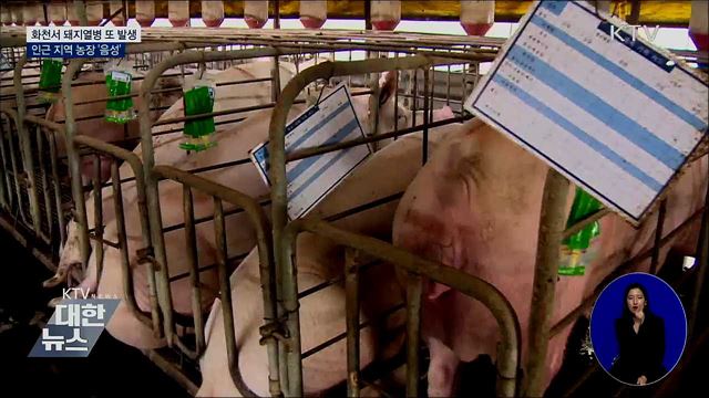 화천서 돼지열병 또 발생···인근 지역 농장 '음성'