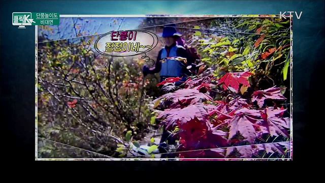 단풍놀이도 비대면 [클릭K]