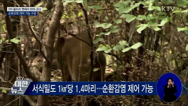 2차 울타리 멧돼지 83% 감소···순환감염 제어 가능