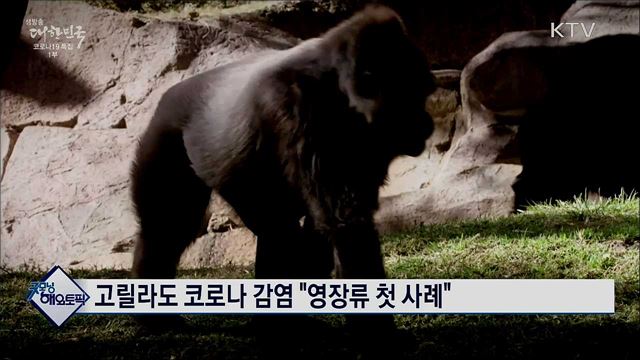 고릴라도 코로나 감염 &#34;영장류 첫 사례&#34; [굿모닝 해외토픽]