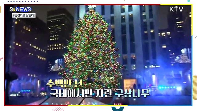 사라져 가는 구상나무···복원 열쇠는? &#39;유전자&#39; [S&#38;News]